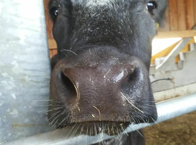 La Fonte Di Mariella Casa rural